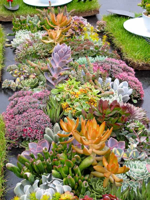 beautiful colorful succulents composition garden decor ideas