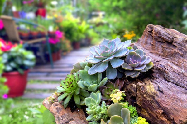 beautiful garden decorating ideas with succulents