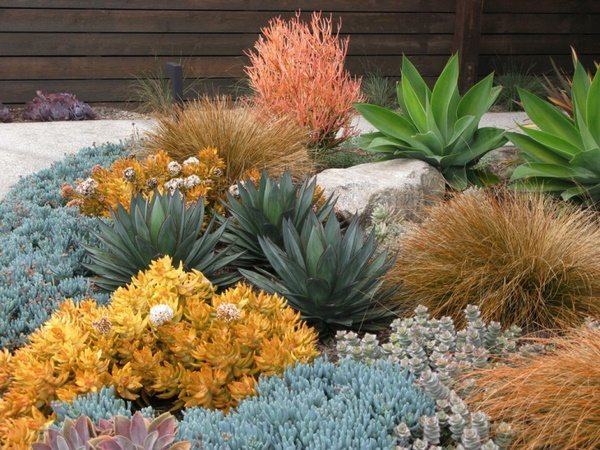 best succulent garden design ideas