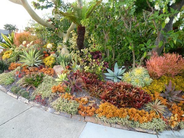 drought tolerant garden plants ideas front yard landscaping