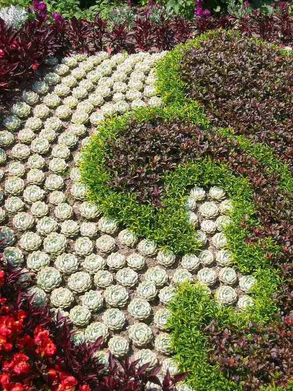 gorgeous succulent garden design ideas how to combine plant varieties