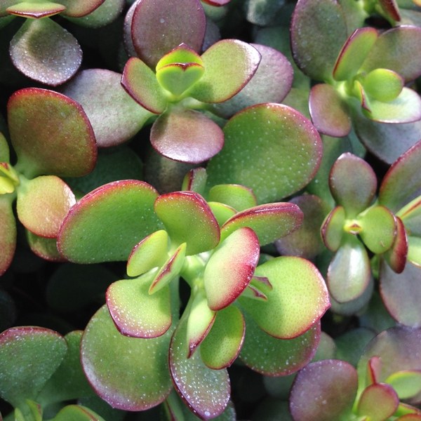 jade plant crassula ovata portulacea indoor outdoor succulent gardens