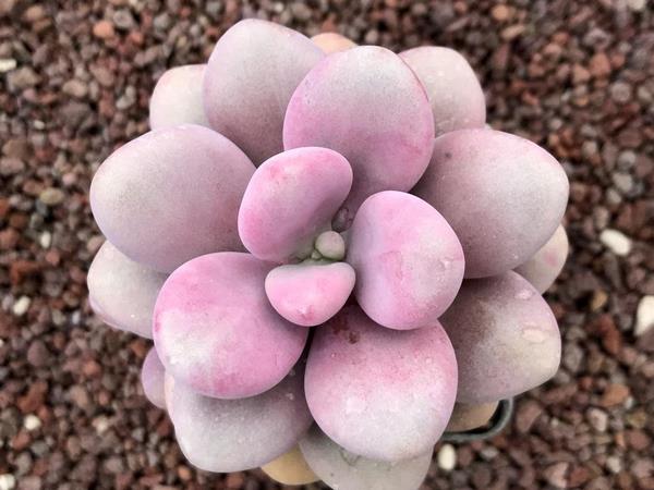 moonstones what succulent species are suitable to grow outdoors