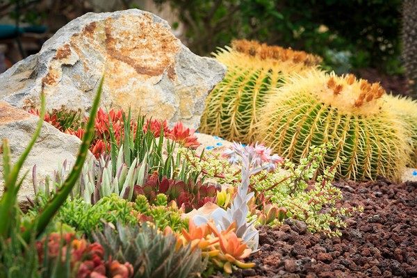 spectacular succulent garden design ideas ball cacti