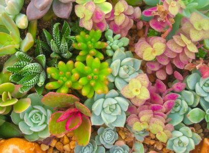 succulent-gardens-designs-plant-varieties-ideas