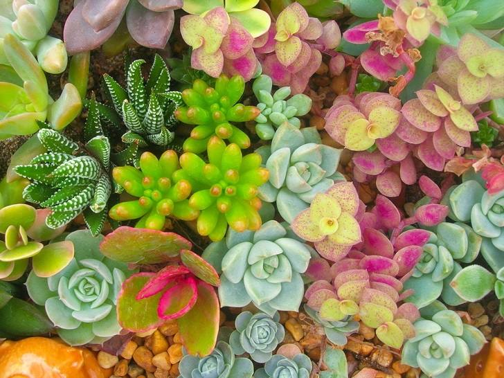 succulent gardens designs plant varieties ideas