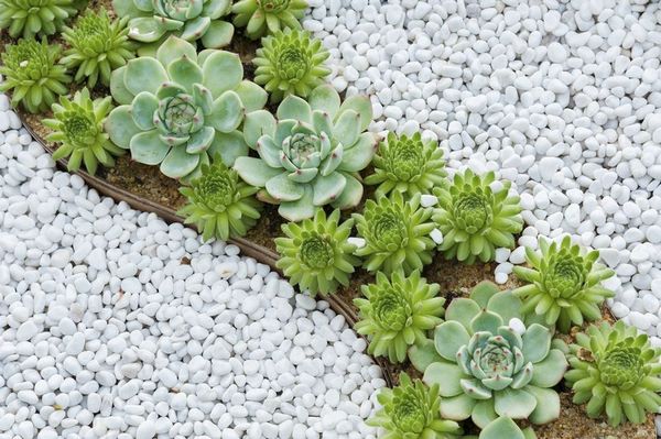 succulents and rocks in drought tolerant gardens