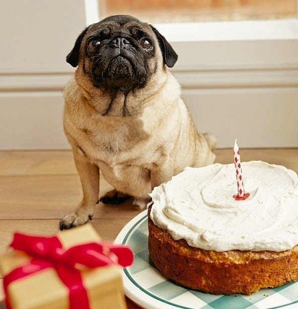 DIY cake ideas for dogs birthday