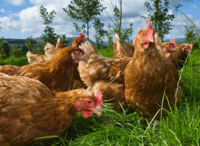 DIY-pallet-chicken-coop-ideas-important-rules