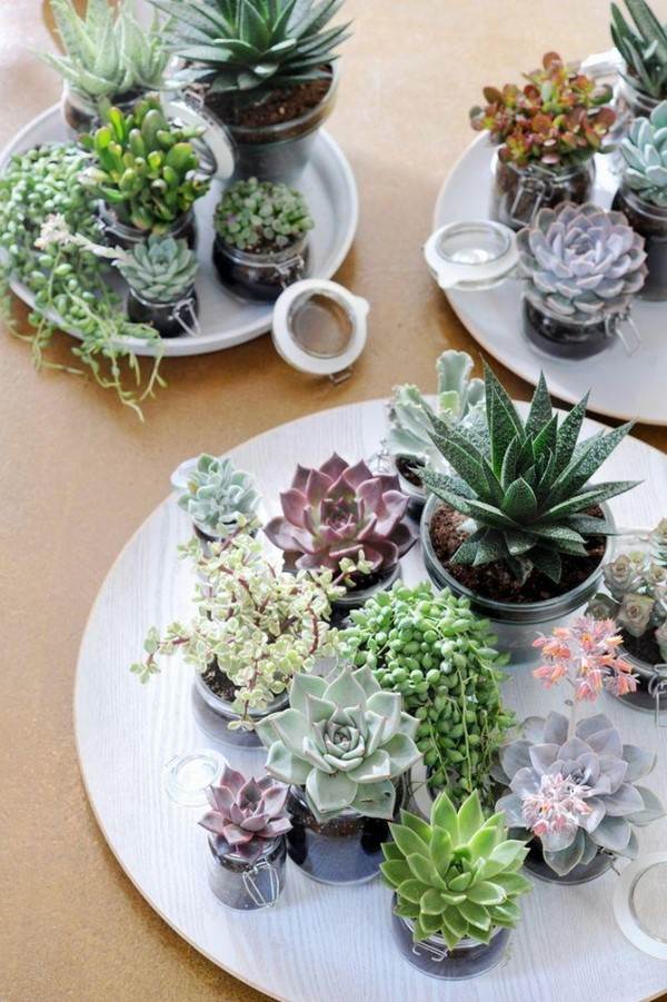 DIY succulent garden indoor design ideas