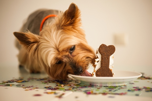 adorable dog eating birthday cake
