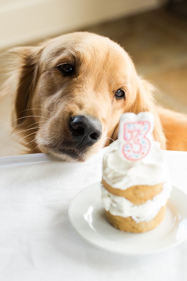 bake a cake for your dogs birthday