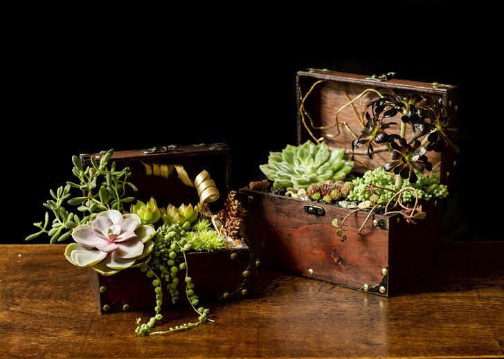 best indoor succulent gardens in wooden chest