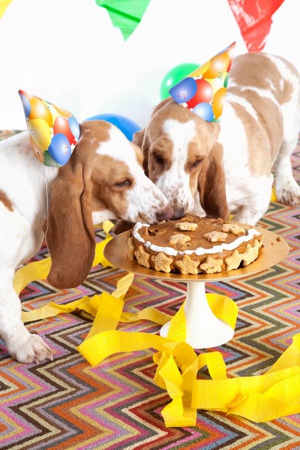 birthday party ideas for your dog cake gifts
