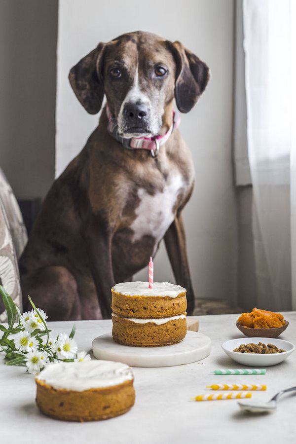 cake for dogs and people dog birthday ideas
