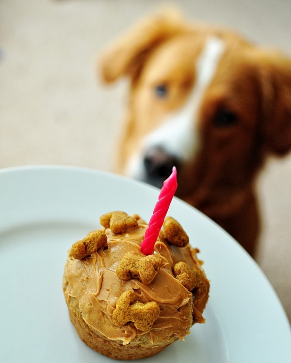 choose a cake for the birthday of your dog