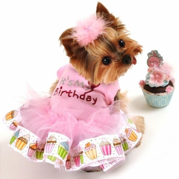 cute dog celebrating birthday