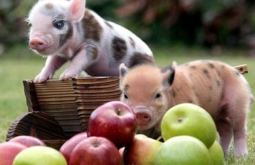 cute-mini-piglets-as-home-pets