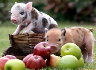 cute-mini-piglets-as-home-pets