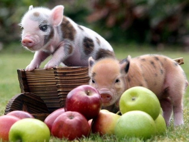 Miniature Pot Belly Pigs Adorable And Fun Micro Pigs Pets,How To Get Oil Stains Out Of Clothes With Baking Soda