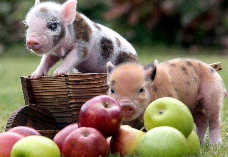 cute-mini-piglets-as-home-pets