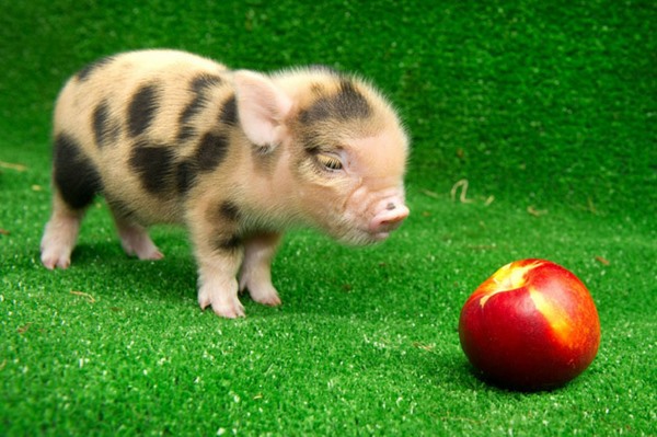 cute miniature pig adorable pets