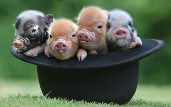 cute piglets in a hat