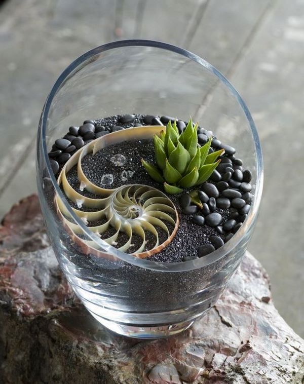 DIY succulent terrarium design ideas – tips for beginner gardeners