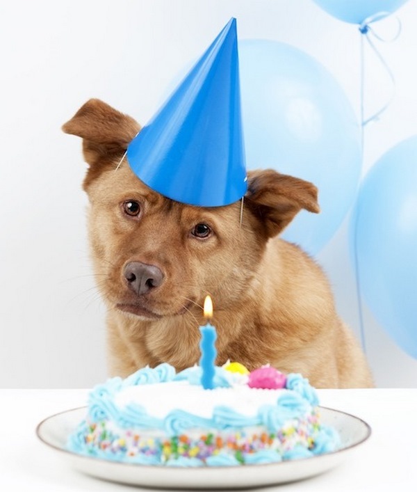 dog birthday cake healthy recipes ideas