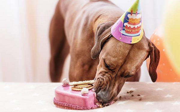 dog birthday ideas cake recipes 