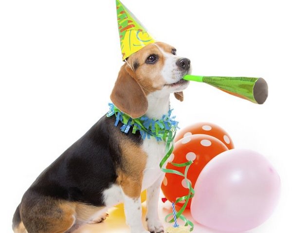 dog celebrating birthday party ideas