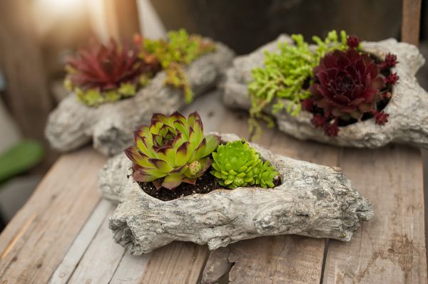 driftwood planters for succulents