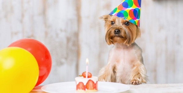 festive cake for celebrating dog birthday