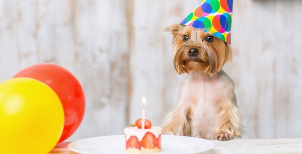 festive-cake-for-celebrating-dog-birthday