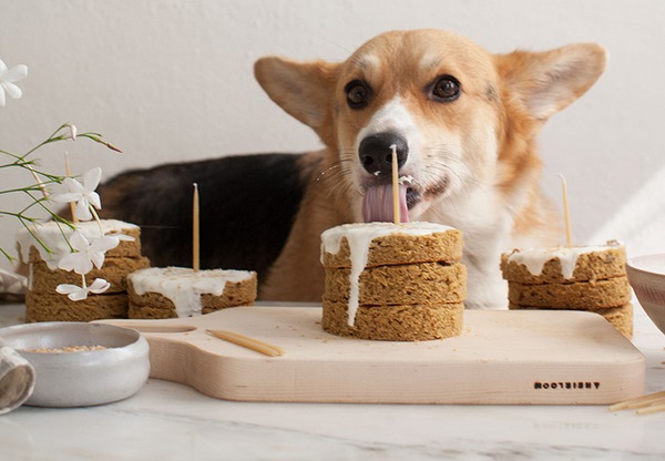 healthy cakes for dogs ingredients ideas