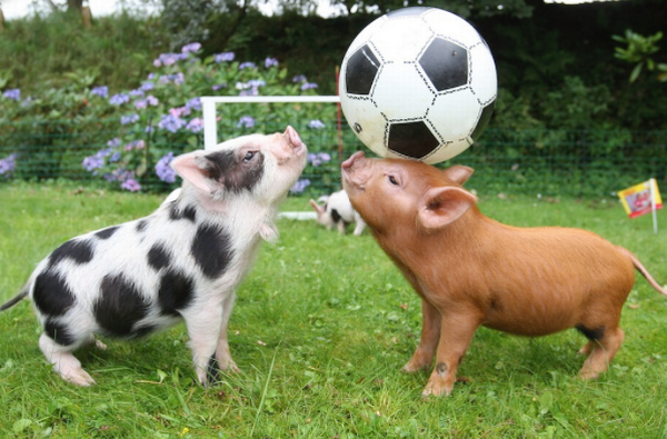 home pets funny miniature pigs