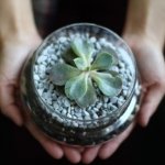 how-to-arrange-a-terrarium-with-succulents