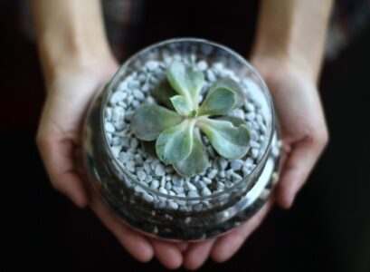 how-to-arrange-a-terrarium-with-succulents