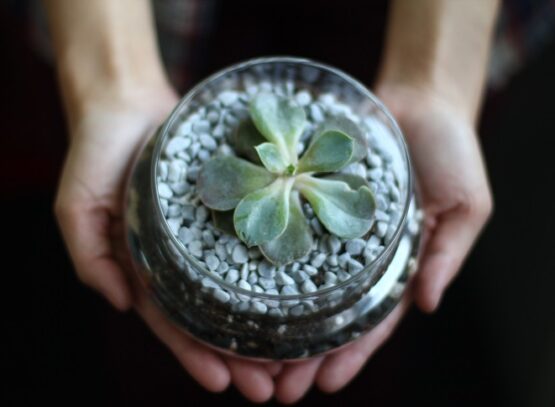 how-to-arrange-a-terrarium-with-succulents