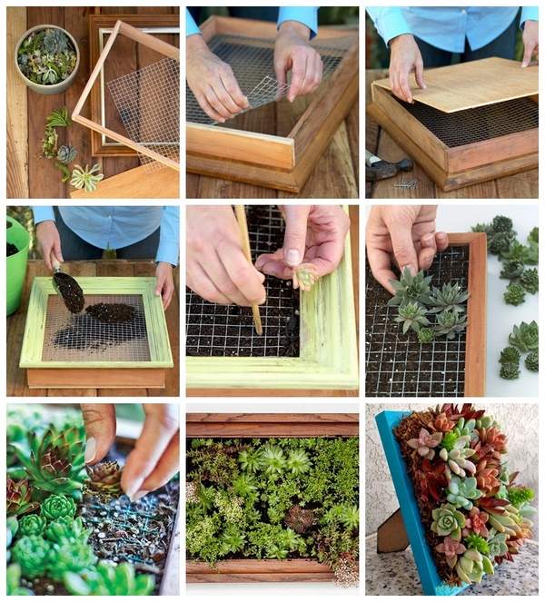 how to make succulent living wall in picture frame