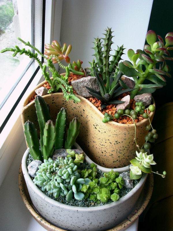 indoor mini garden designs windowsill decoration ideas