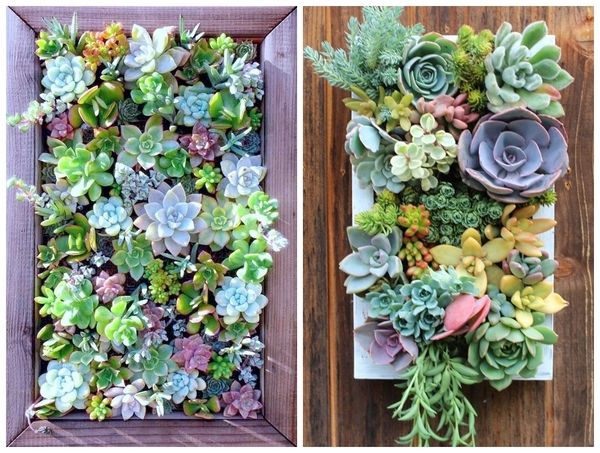 succulent indoor gardens