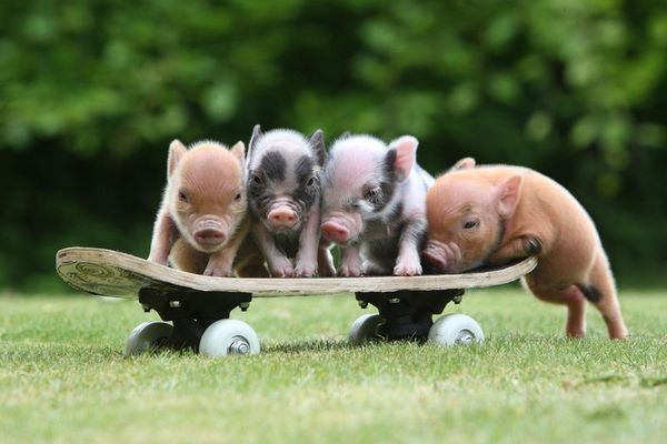mini pigs on a skateboard funny pets