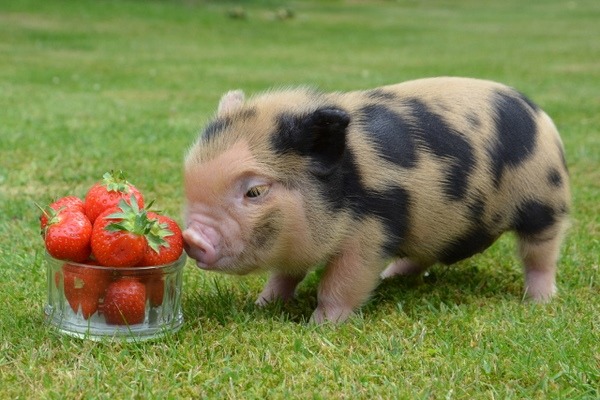 mini pigs training diet health