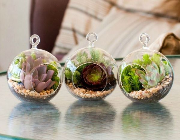 mini terrariums glass orb containers and succulents