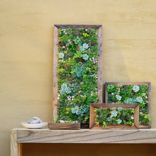 original DIY wall decoration ideas succulents in picture frames