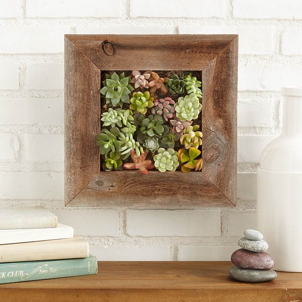 picture frame and succulents wall decorating ideas