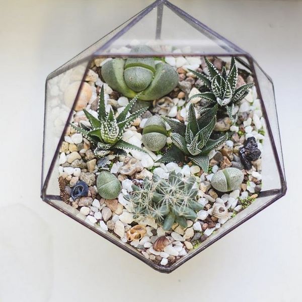 polygonal glass terrarium with cacti and succulents