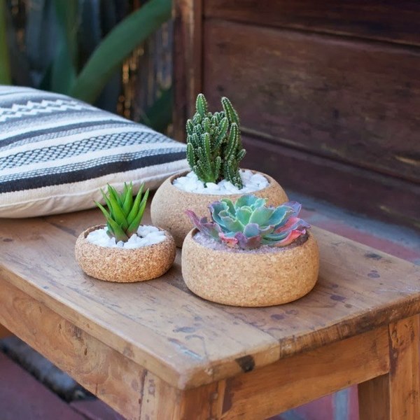 potted plants cork planters cactus succulents