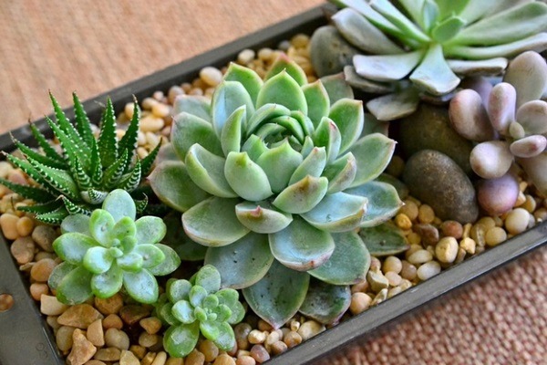 succulent table decoration idea pebbles plant care